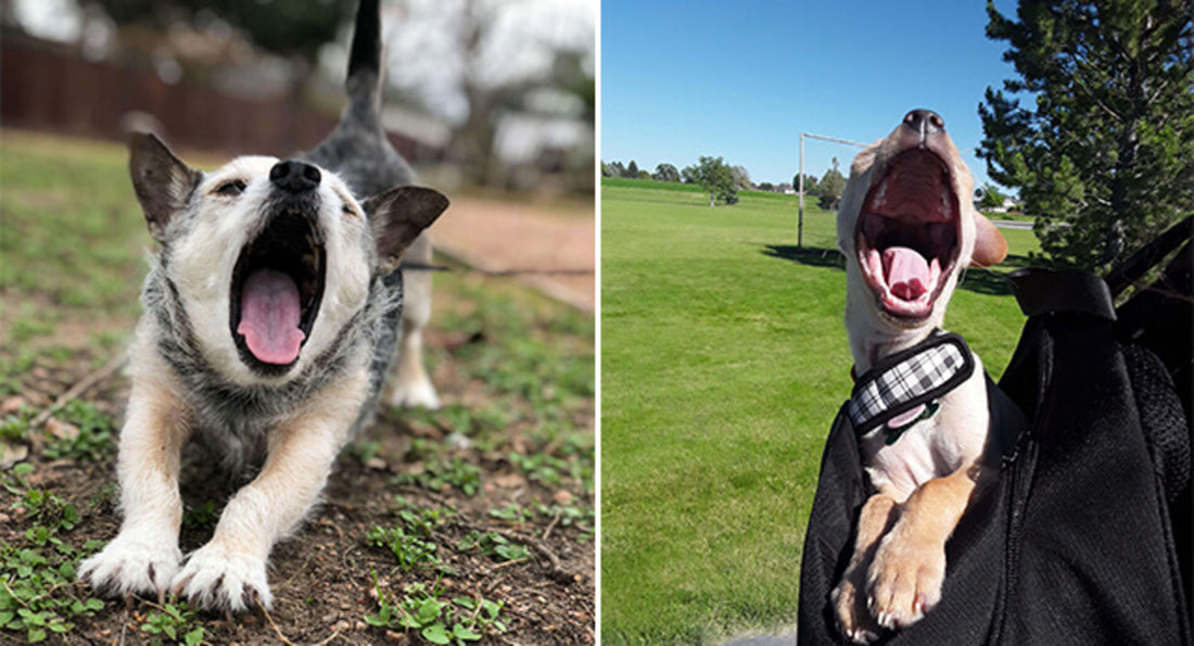 15 Hilarious Pictures Of Dogs Laughing Out Loud With Extremely Wide Mouth - grandgoldman.com