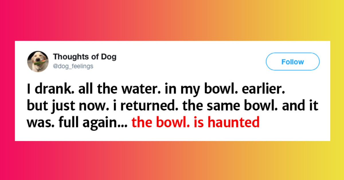 20 Funniest Dog-Thoughts Dogs Would Tweet, If They Had Fingers - grandgoldman.com