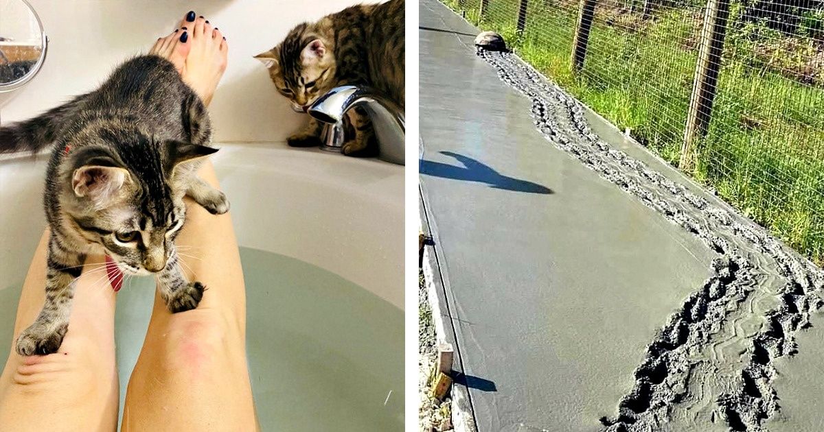 20 Pets Who Could Be Awarded The “Troublemaker Of The Year” Trophy - grandgoldman.com