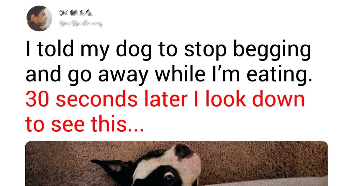 19 Shameless Pets That Couldn’t Care Less About Their Humans’ Rules - grandgoldman.com