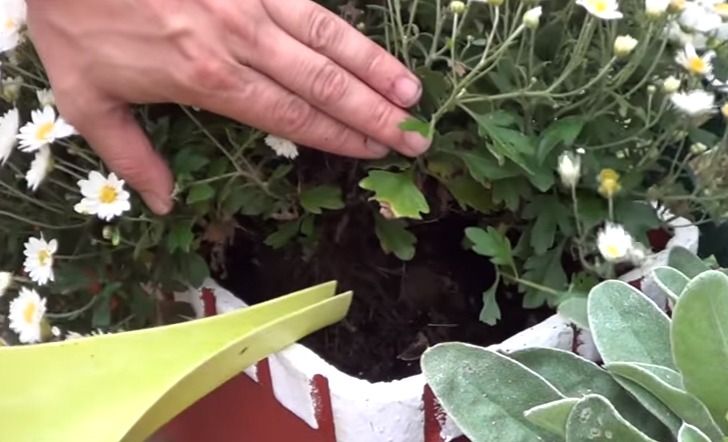 Brilliant uses of vinegar for the orchard or garden - grandgoldman.com