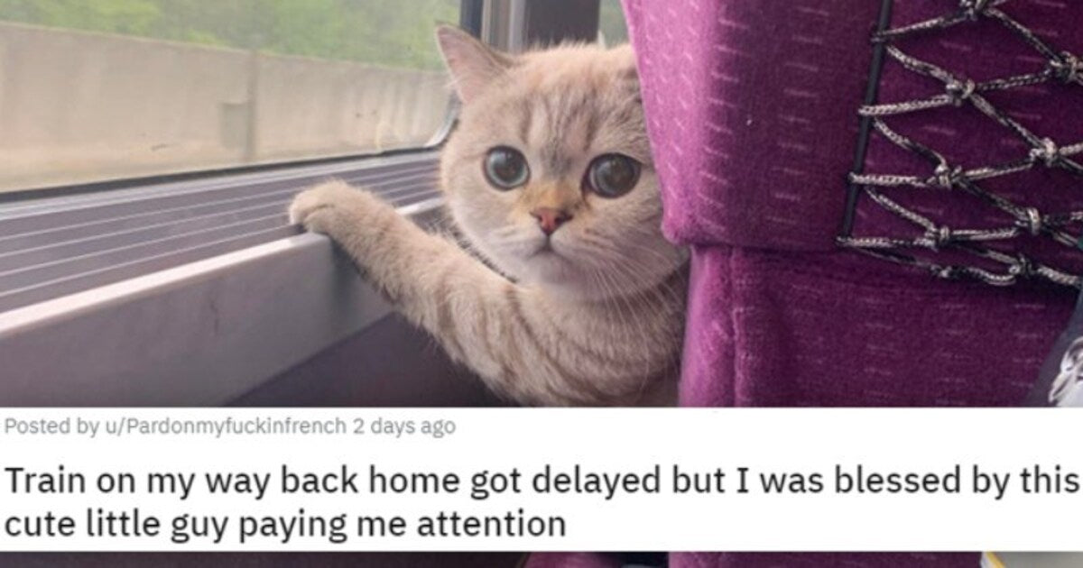 20 Wholesome Cat Pictures That Will Turn A Dog Person Into A Cat Person