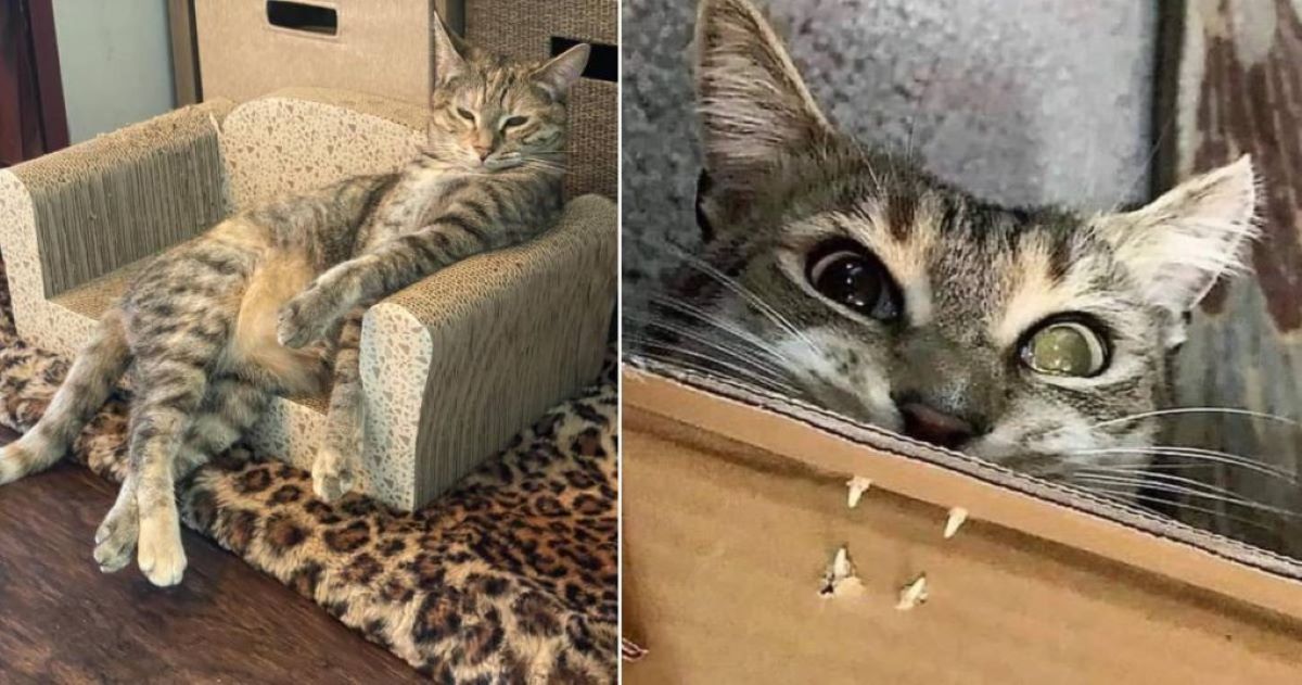 20 Hilarious Photos Of Weirdo Cats Getting Exposed By Their Owners - grandgoldman.com