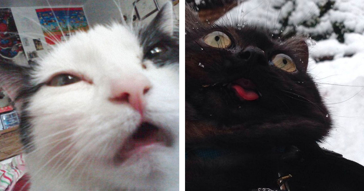 20 Pictures Of Cats Sneezing With The Most Hilarious Facial Expressions - grandgoldman.com
