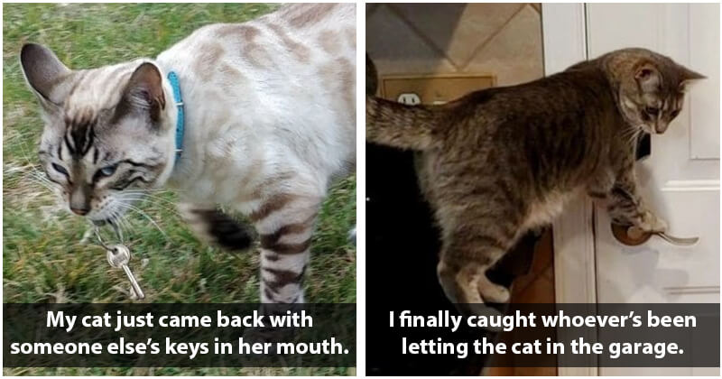 20 Pictures Of Mischievous Pets Getting Caught In The Act And They’re Not Guilty - grandgoldman.com