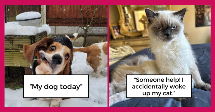 20 Pets That Prove You Will Never Be Bored With A Pet In Your House