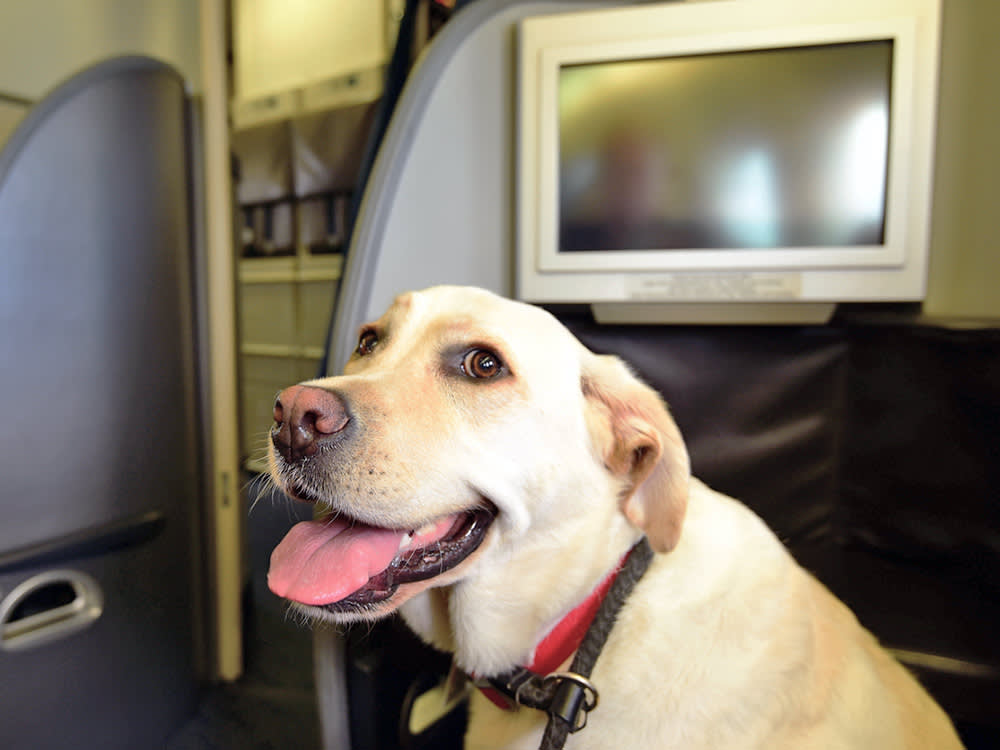 Pets are now allowed to fly in the seat of Italian airlines