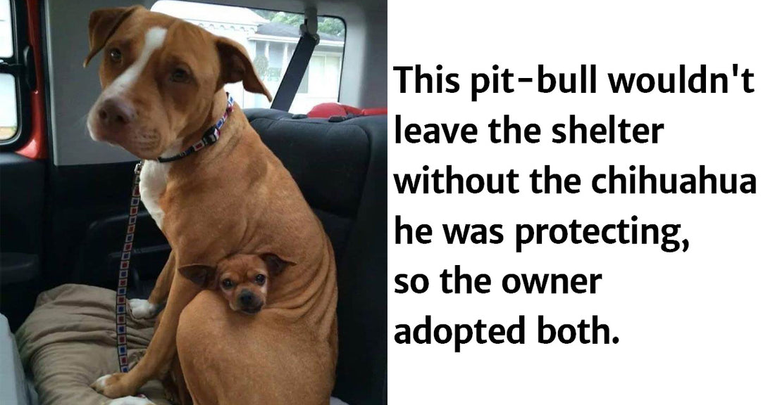 22 Dog Snapchats That Prove They Are Too Pure For This World - grandgoldman.com