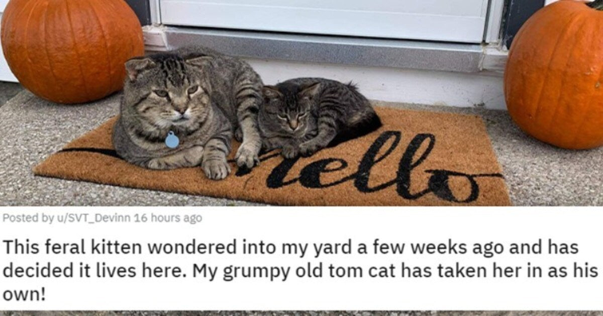 24 Heartwarming Animal Adoption Stories That Show How Important Adoption Is For Pets - grandgoldman.com