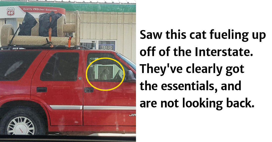 24 Pictures Of Cats Being Cats And It Is Hilarious - grandgoldman.com