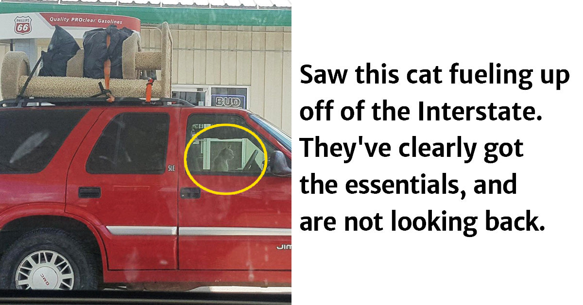 24 Pictures Of Cats Being Cats And It Is Hilarious - grandgoldman.com