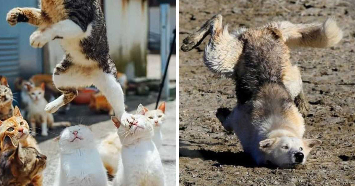 28 Photos Of Animals Captured At Such A Perfect Time That They Look Unreal - grandgoldman.com