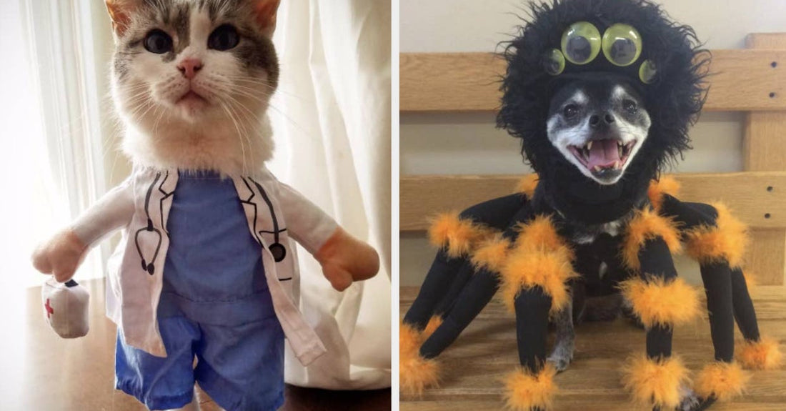 29 Halloween Winning Costume Ideas For Cats And Dogs