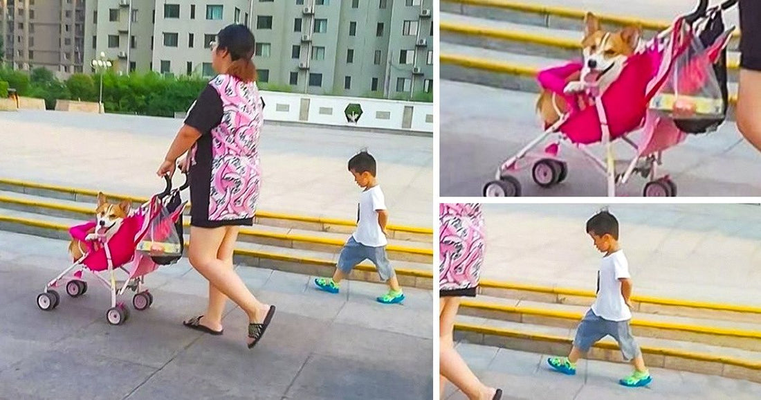 18 Times Pet Owners Went Way Too Far And Crossed All The Boundaries For Good