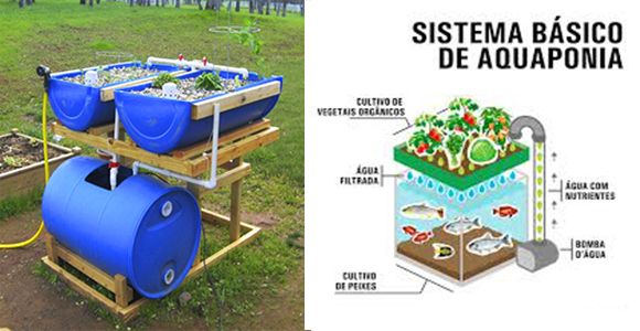 Create an organic growing system to grow your own vegetables at home! - grandgoldman.com