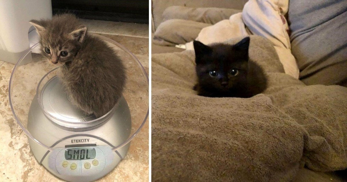 30 Images Of Teeny-Tiny Small Kittens That Will Melt Your heart - grandgoldman.com