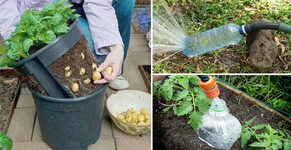 The definitive solution to water your plants intelligently! - grandgoldman.com