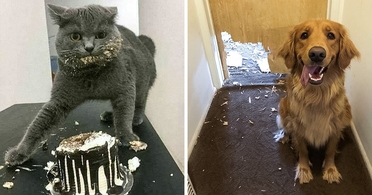 16 Pics That Show Animals Live Life On Their Own Terms - grandgoldman.com