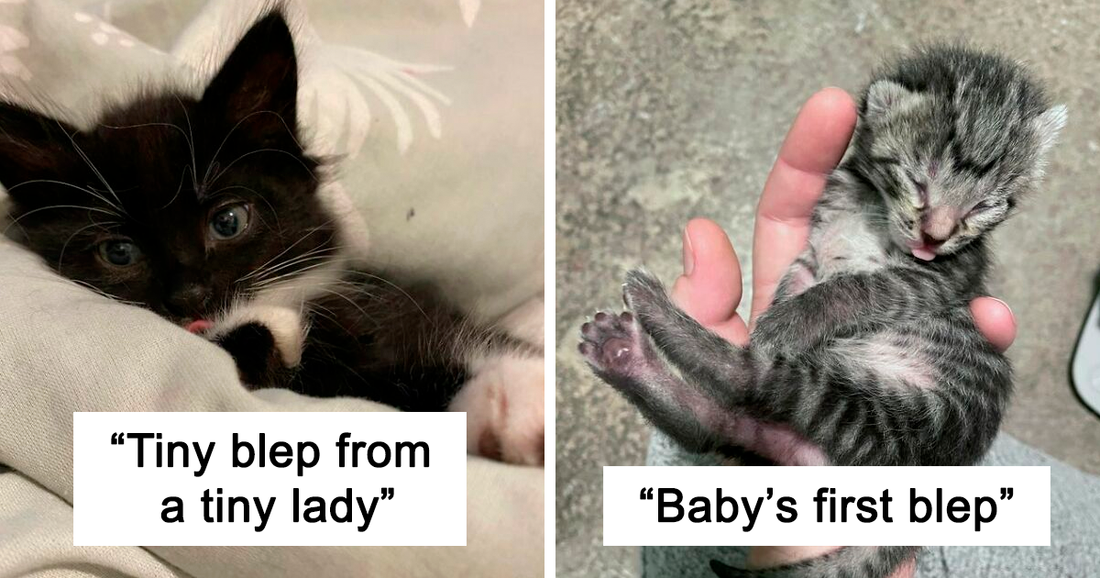 40 Extremely Adorable Cats That Forgot To Put Their Tongue Back In