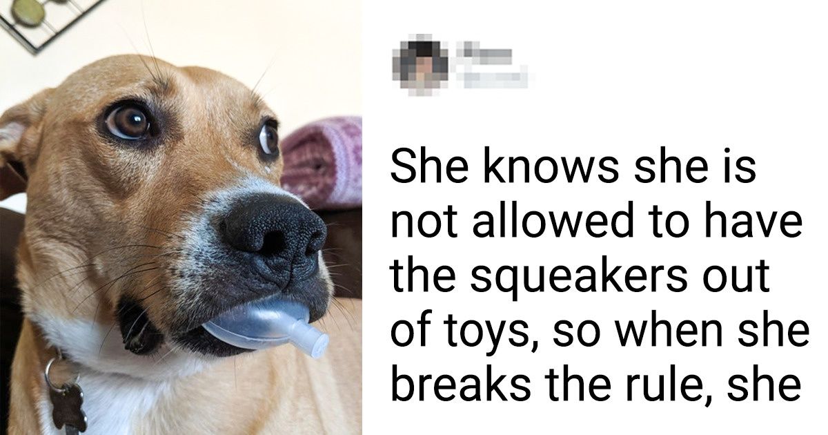 15 Pets That Would Win Gold In “Good Boy” Competition - grandgoldman.com