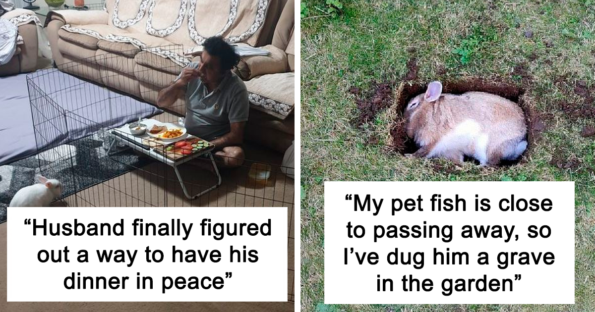 50 Hilarious Memes About Bunnies That Show They Are Little Jerks - grandgoldman.com