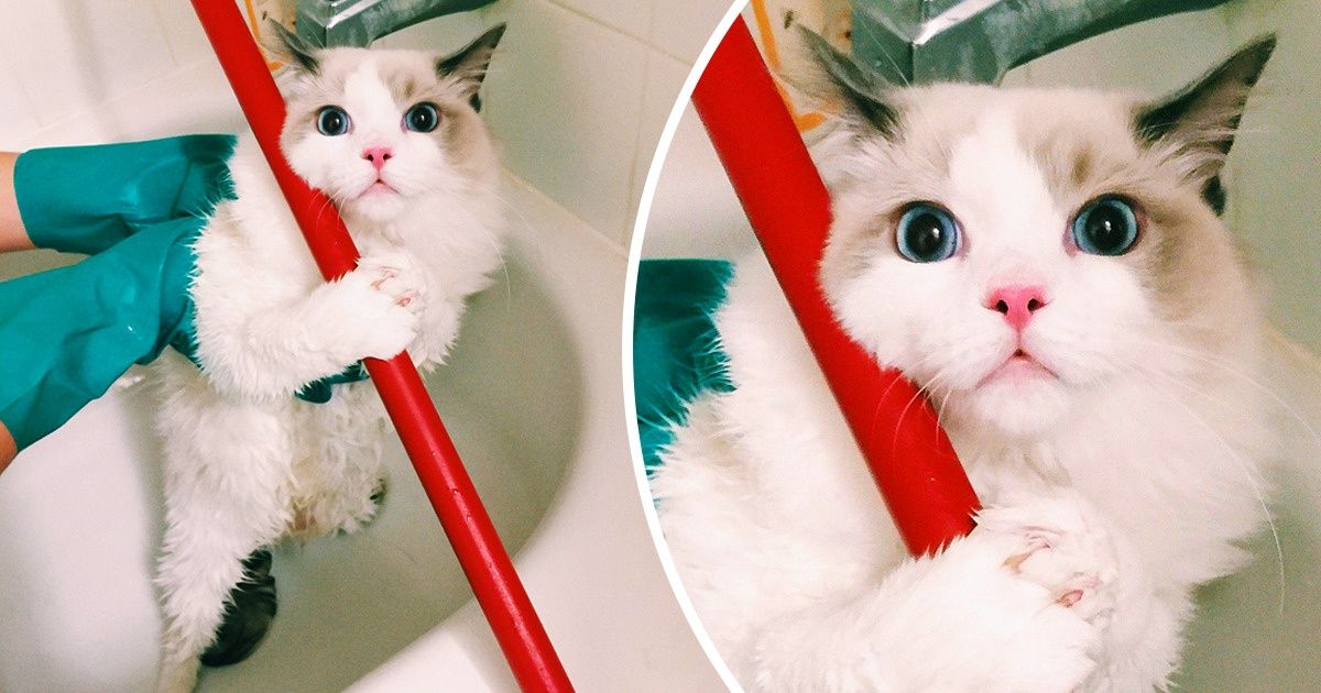 20 Cats And Dogs Whose Middle Name Is “Drama” - grandgoldman.com