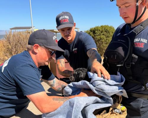 Small Dog Rescued From San Francisco Bay After Weeks Missing
