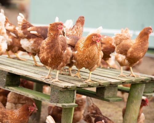 UK Poultry Growth Plan Risks National Security, Campaigners Warn