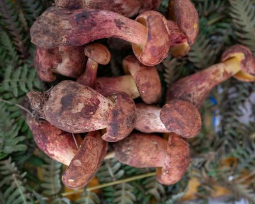 Lanmaoa Asiatica Mushroom: Hallucinogenic Bolete Risks