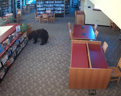 Black Bear Raids California Library for Snacks and Honey