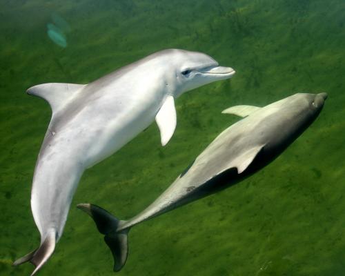 Dolphin Deaths Spike in South Australia After Algal Bloom