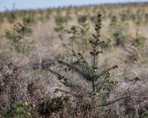 Tax Break Trees How Woodland Became Wealth Store for Rich Investors - grandgoldman.com