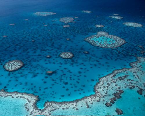 Great Barrier Reef Microbiome: 500 New Bacterial Species Found