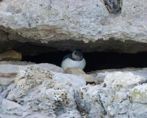 Baby Puffin Spotted on Dorset Coast – First in 30 Years