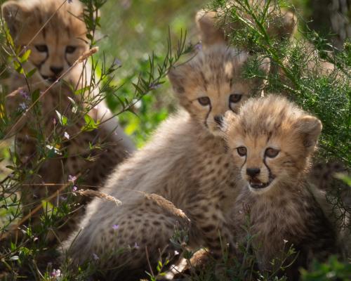 5 Fun Things to Do or See to Forget the Football Blues