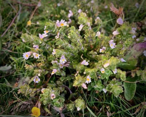 Eyebright Paradox: A Sunny Healer and Tiny Parasitic Thief