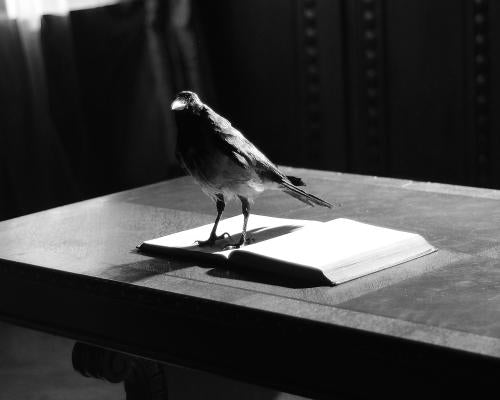 Grief Is the Thing With Feathers: A Bravura Rendering of Bereavem