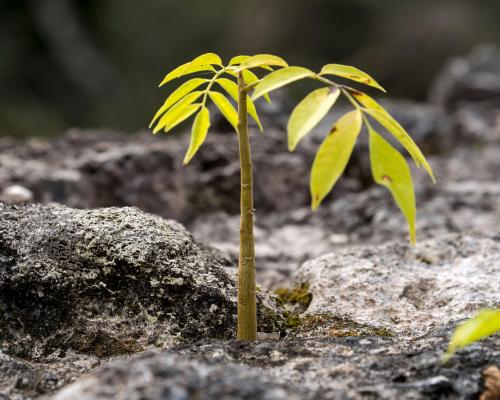 Sustainable Forestry in Guatemala: Green Islands Buck Deforestati
