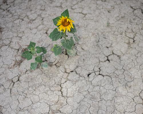 Climate Crisis Heat Is Sucking Europe's Soils Dry – Extreme