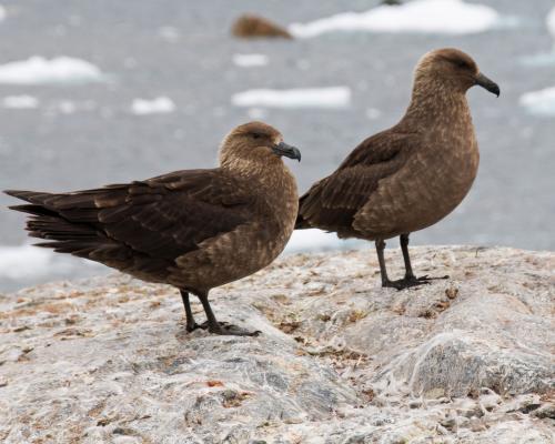 Bird Flu in New Zealand Threatens Native Species