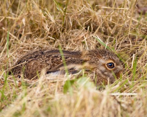 Spot the Young Hare: Master of Hiding in Plain Sight