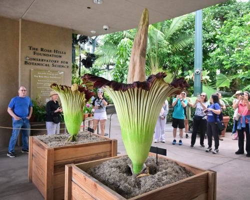 Corpse Flowers Bloom in California: Rare Spectacle Draws Thousand