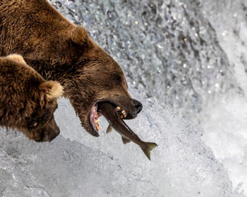 Bearcam Livestream: Watch Alaskan Brown Bears Catch Salmon