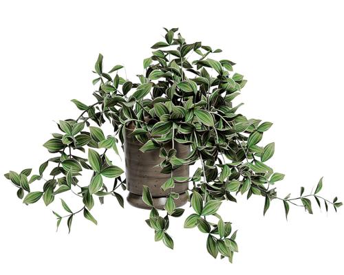 Houseplant Hacks: Pinch Out Trailing Plants for Bushier Growth