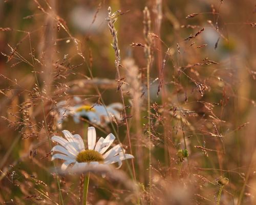 Summer Meadow: Immerse in Chromatic Aura of Abundance