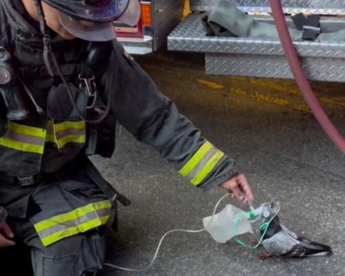 California Firefighters Save Pigeon with Oxygen in Viral Video