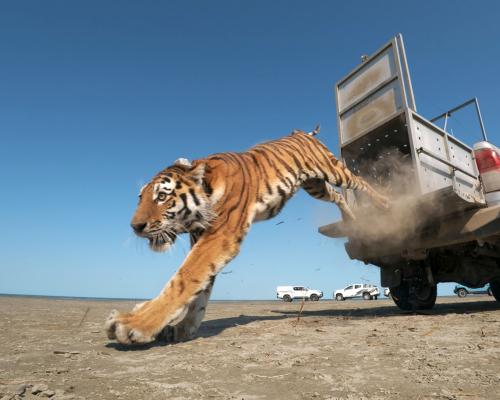 Caspian Tiger Return: Kazakhstan Restores an Extinct Species