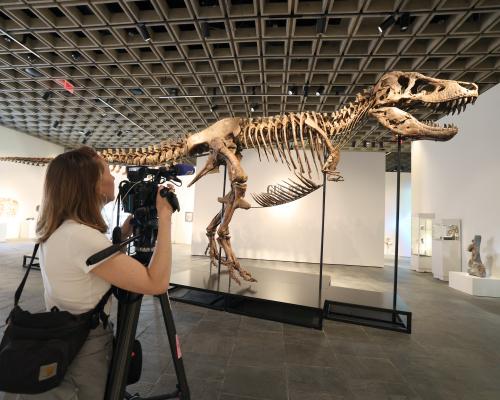 T rex Fossil Sale Sparks Scientific Concerns and Debate