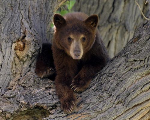Thursday News Quiz: Meta, Space Sugar, and Bear Mishap