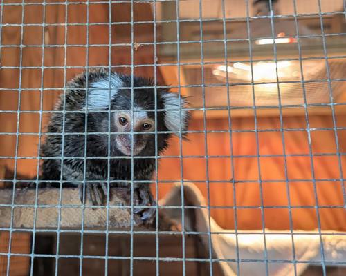 Abandoned Monkey Found in Laundry Bag on London Bus: New Law
